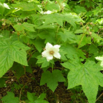 Rubus parviflorus RASPBERRY