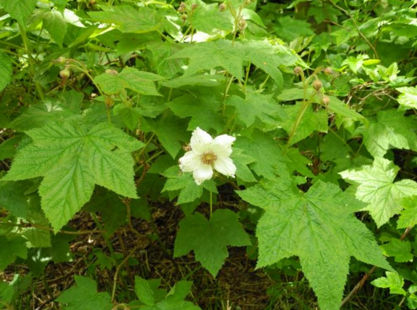 Rubus parviflorus RASPBERRY