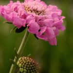Scabiosa columbaria ‘Flutter Rose Pink’