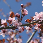 Prunus pissardii Nigra FLOWERING PLUM