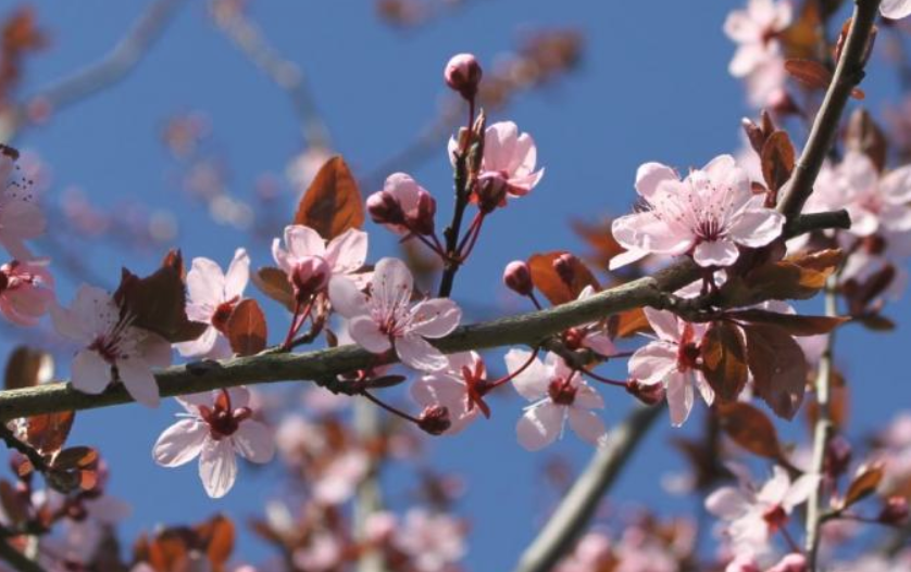 Prunus pissardii Nigra FLOWERING PLUM